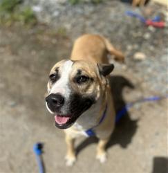 Shelter Stray Female Dog last seen PALM AVE AND INDUSTRIAL AVE, Chula Vista, CA 91911