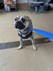 Shelter Stray Male Dog last seen Near BLOCK OF SHELBY DR, Chula Vista, CA 91911