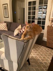 Lost Male Cat last seen US1, Fort Lauderdale, FL 33316