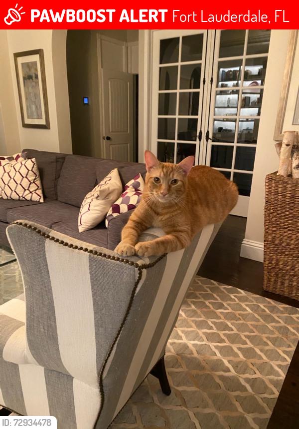 Lost Male Cat last seen US1, Fort Lauderdale, FL 33316