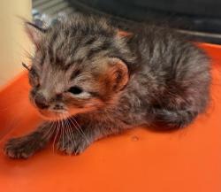 Shelter Stray Male Cat last seen Near BLOCK JEFFREY ST, BAKERSFIELD CA 93305, Bakersfield, CA 93308