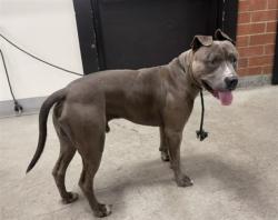 Shelter Stray Male Dog last seen , Los Angeles, CA 90031