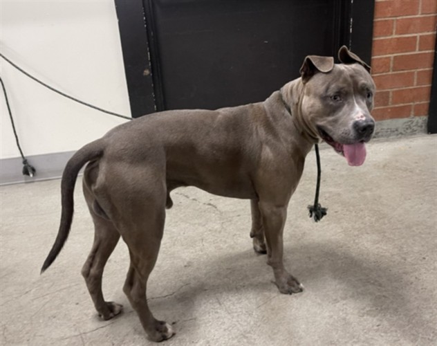 Shelter Stray Male Dog last seen , Los Angeles, CA 90031