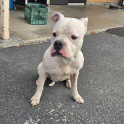 Shelter Stray Male Dog last seen , Los Angeles, CA 90031