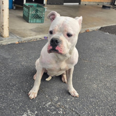 Shelter Stray Male Dog last seen , Los Angeles, CA 90031