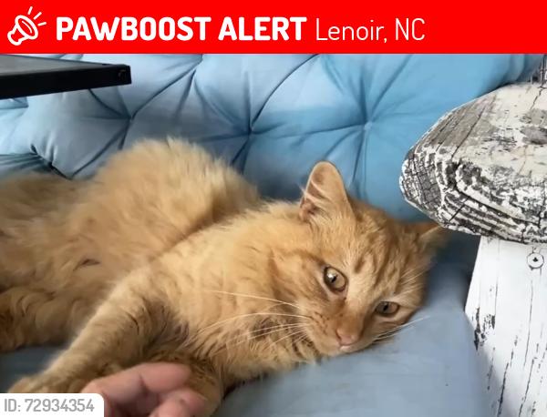 Lost Male Cat last seen Quailridge ct off of old north road lenoir nc, Lenoir, NC 28645
