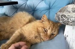 Lost Male Cat last seen Quailridge ct off of old north road lenoir nc, Lenoir, NC 28645