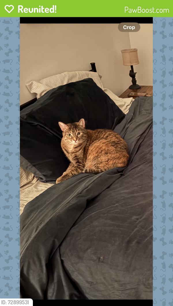Reunited Female Cat last seen The Grandstand apmts by Walmart, Marietta, GA 30067