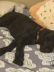 Reunited Male Dog last seen Periwinkle ln and shamrock , Beaumont, CA 92223