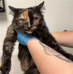 Shelter Stray Female Cat last seen EDISON HWY, BAKERSFIELD CA 93305, Bakersfield, CA 93308