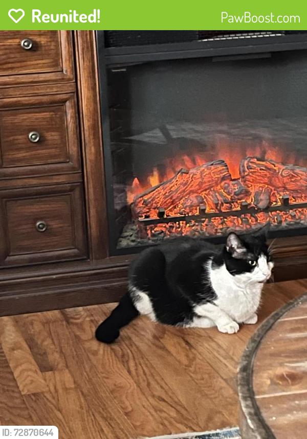 Reunited Male Cat last seen Brynell, Lexington, KY 40505