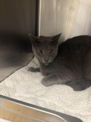Shelter Stray Male Cat last seen , Los Angeles, CA 91405