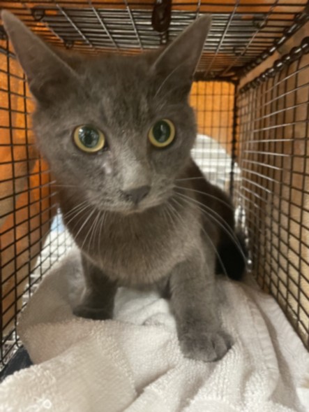 Shelter Stray Female Cat last seen , Los Angeles, CA 91405
