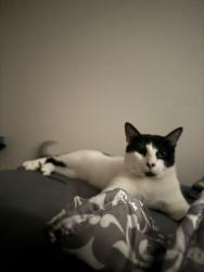 Reunited Male Cat last seen E San Augustine and Center Street , Deer Park, TX 77536