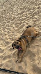 Lost Female Dog last seen Near Mockingbird Ln , Denison, TX 75020
