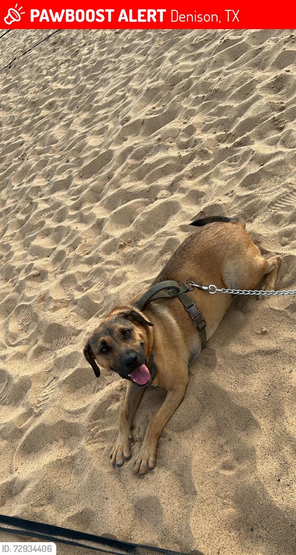 Lost Female Dog last seen Near Mockingbird Ln , Denison, TX 75020