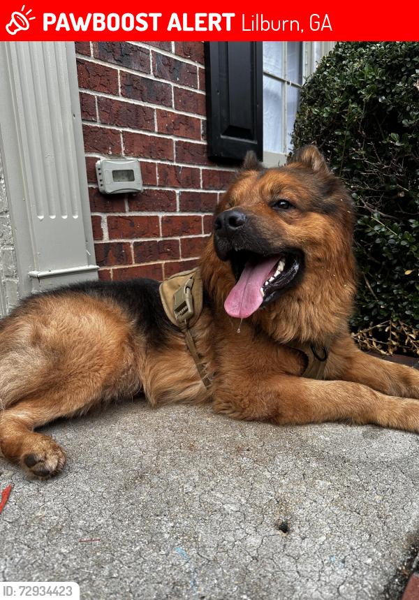 Lost Male Dog last seen Near mandalay ct sw, Lilburn, GA 30047