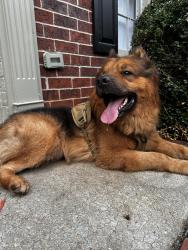 Lost Male Dog last seen Near mandalay ct sw, Lilburn, GA 30047