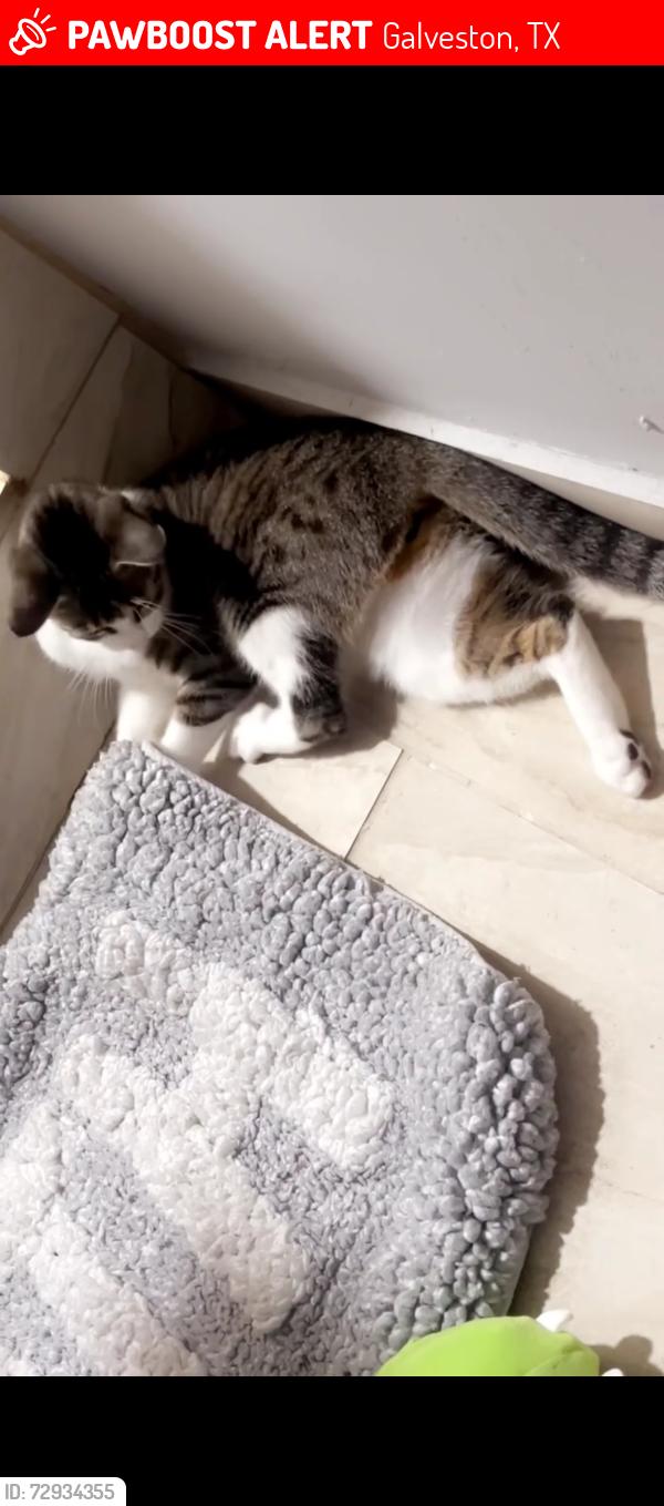 Lost Female Cat last seen Broadway , Galveston, TX 77550