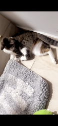 Lost Female Cat last seen Broadway , Galveston, TX 77550