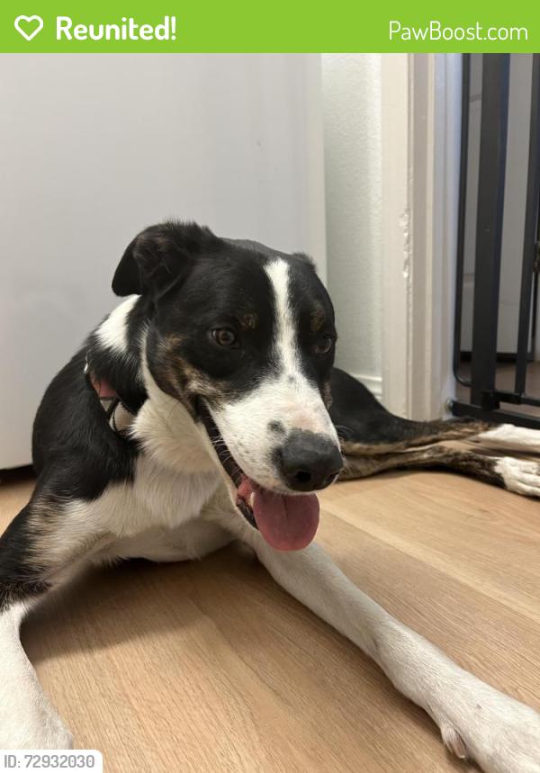 Reunited Male Dog last seen St Rose and Alper, Henderson, NV 89052