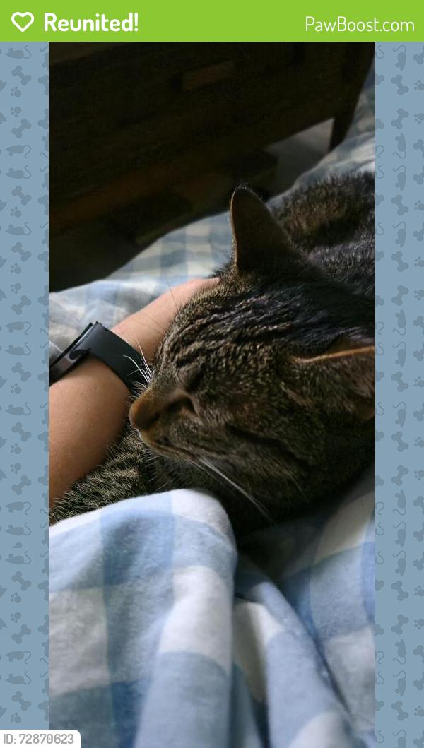 Reunited Female Cat last seen Mallard ln, Placerville, CA 95667