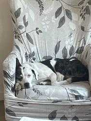 Lost Female Dog last seen Near W. Mall drive., Everett, WA 98201