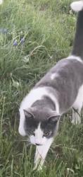Reunited Male Cat last seen S Mock ave, Muncie, IN 47302
