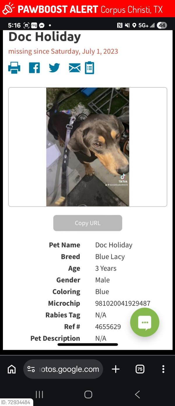 Lost Male Dog last seen Doddridge Animal hosp, Corpus Christi, TX 78411