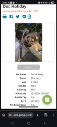Lost Male Dog last seen Doddridge Animal hosp, Corpus Christi, TX 78411