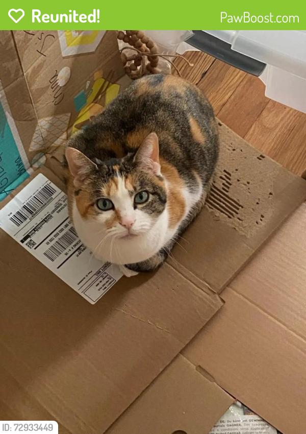 Reunited Female Cat last seen Northumberland and Dallas, Pittsburgh, PA 15217