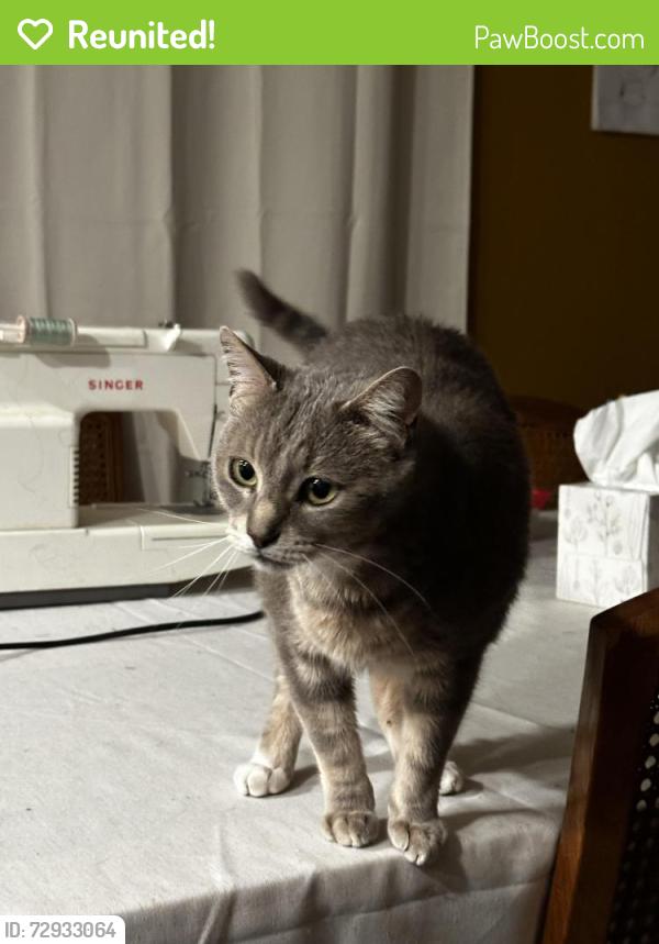 Reunited Male Cat last seen Between Penn and Villa on 10th street, Oklahoma City, OK 73107