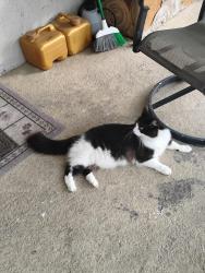Lost Female Cat last seen Buryport Drive and Fambridge Road, Orlando, FL 32837