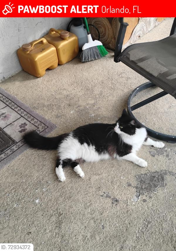 Lost Female Cat last seen Buryport Drive and Fambridge Road, Orlando, FL 32837