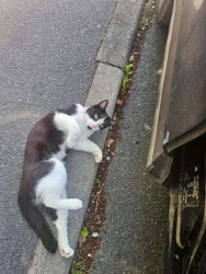 Found/Stray Female Cat last seen Piper Close, S5 7NX/S5 7NY area, near Longley Park / Firth Park area, Sheffield, South Yorkshire, England S5