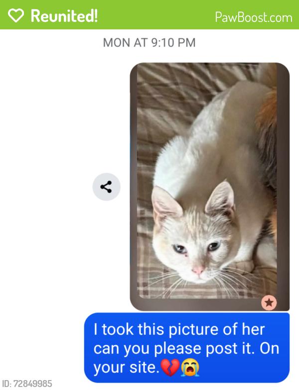 Reunited Female Cat last seen Hadley Church Road, Bloomsburg, PA 17815