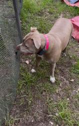 Lost Female Dog last seen Sims chapel, Sims Chapel, AL 36553
