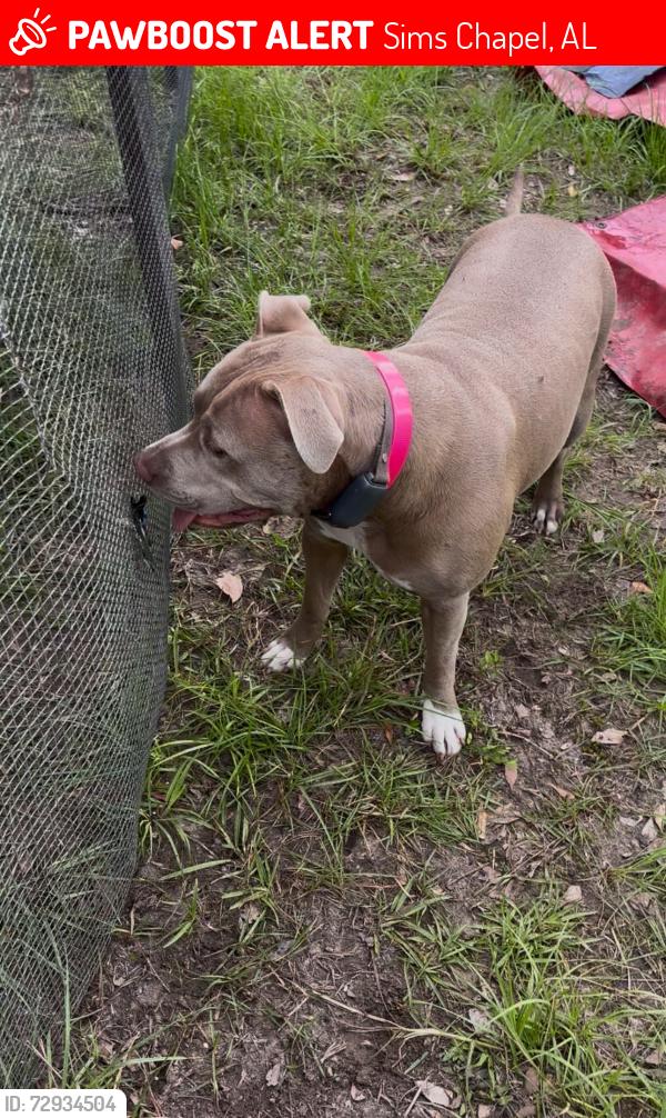 Lost Female Dog last seen Sims chapel, Sims Chapel, AL 36553