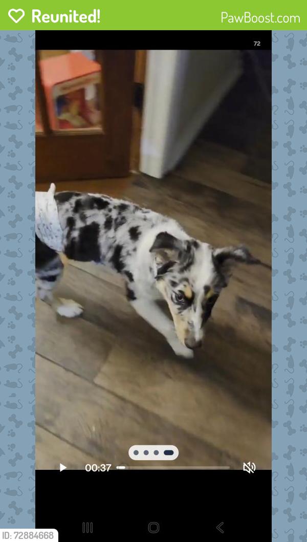 Reunited Male Dog last seen Sw 136th pl, Oklahoma City, OK 73170