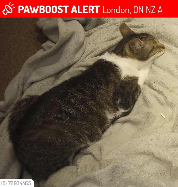 Lost Female Cat last seen Homan St and Tennyson St, London, ON N5Z 1A9