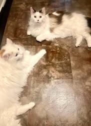Lost Male Cat last seen Dollar general royalton mn, Royalton, MN 56373