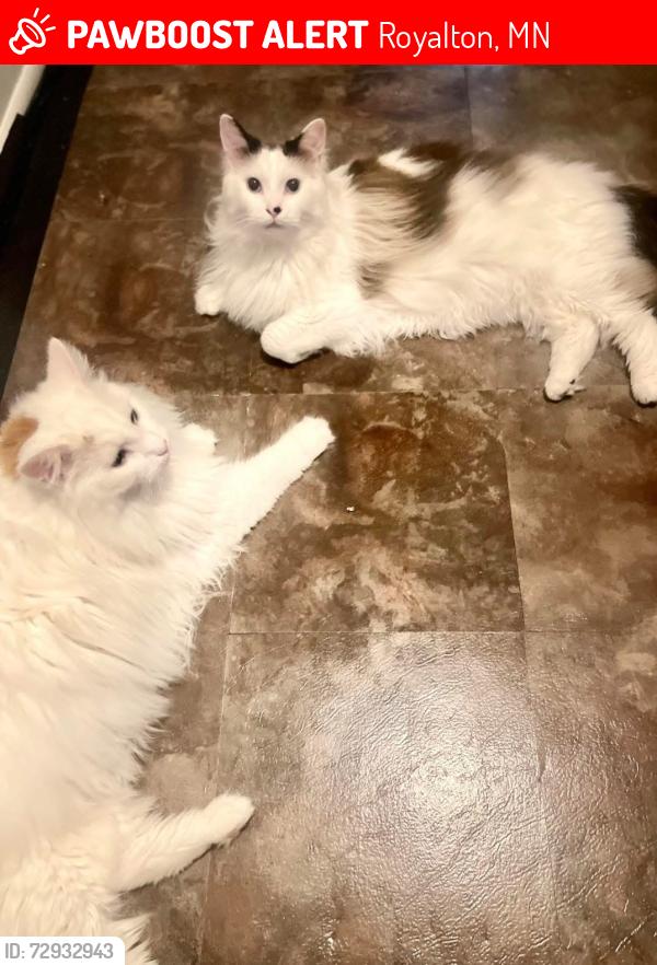 Lost Male Cat last seen Dollar general royalton mn, Royalton, MN 56373