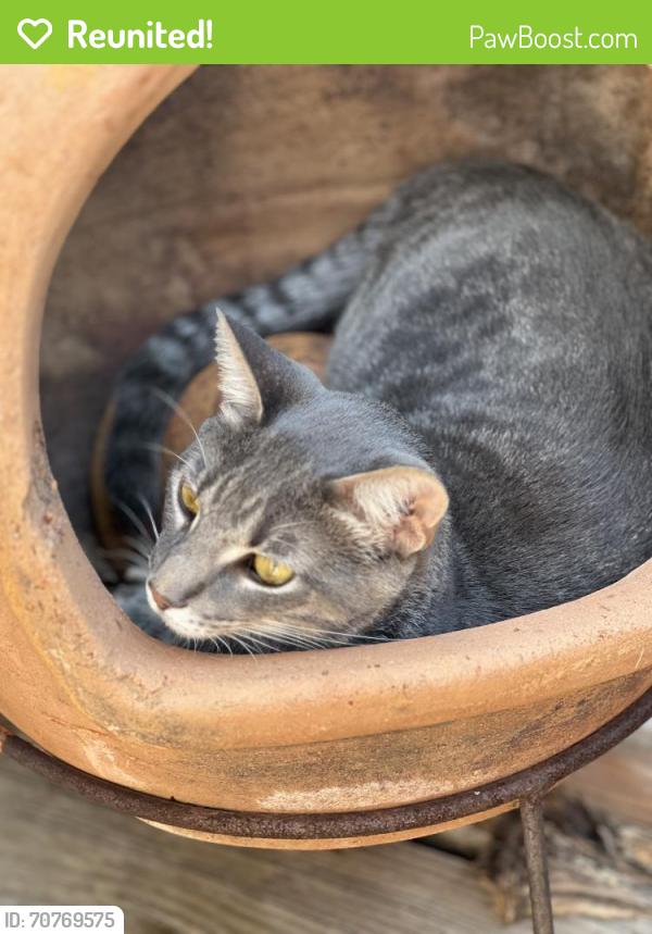 Reunited Male Cat last seen Condor Terrace and 107th St., Oklahoma City, OK 73162