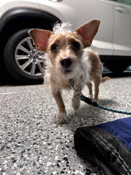 Found/Stray Male Dog last seen Del Amo and Atlantic, Long Beach, CA 90805