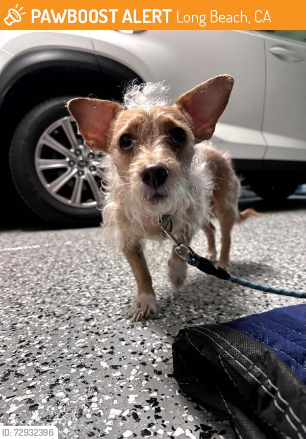 Found/Stray Male Dog last seen Del Amo and Atlantic, Long Beach, CA 90805