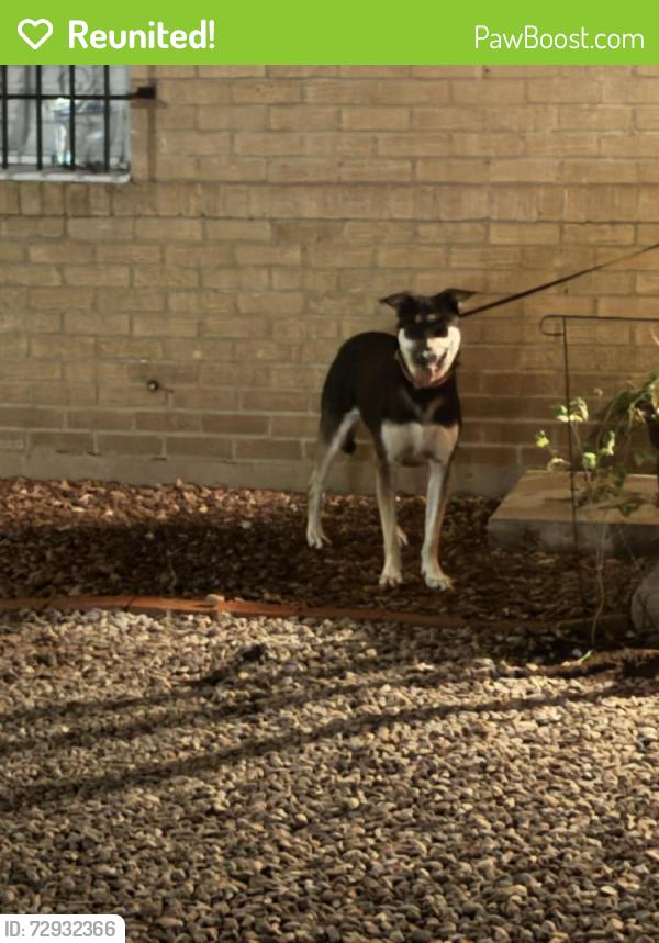 Reunited Female Dog last seen San Pedro and Bellamah, Albuquerque, NM 87110