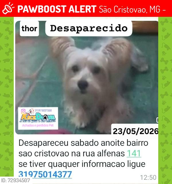 Lost Male Dog last seen Rua alfenas 141 sao cristovao , São Cristovao, MG 32676-676