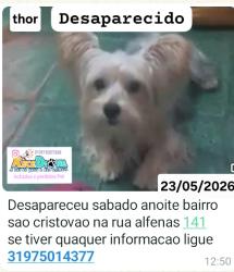 Lost Male Dog last seen Rua alfenas 141 sao cristovao , São Cristovao, MG 32676-676