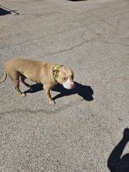 Reunited Male Dog last seen Plumer and Eastland, Tucson, AZ 85719