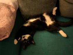 Reunited Male Cat last seen Speckled hen , Milltown, Northern Ireland BT28 3TZ